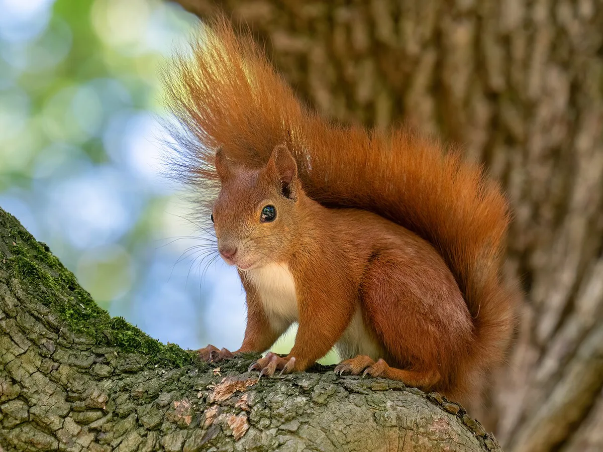Red squirrel (21813) — 2